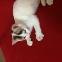 Tiffanie, Kedi  Mia fotoğrafı