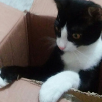 Tekir Kedi, Kedi  Zeytin fotoğrafı