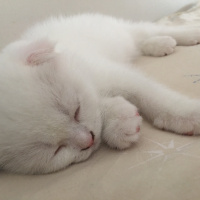 Scottish Fold, Kedi  Leydi fotoğrafı