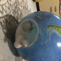 Scottish Fold, Kedi  Leydi fotoğrafı
