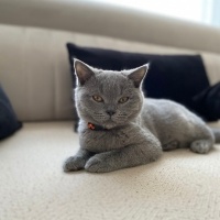 British Shorthair, Kedi  Duman fotoğrafı