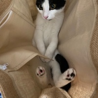 Tekir Kedi, Kedi  Mia fotoğrafı