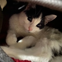 Tekir Kedi, Kedi  Mia fotoğrafı