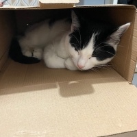 Tekir Kedi, Kedi  Mia fotoğrafı