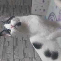 Tekir Kedi, Kedi  Mia fotoğrafı