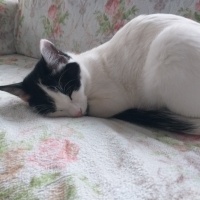 Tekir Kedi, Kedi  Mia fotoğrafı