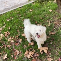 Maltese, Köpek  Lugano fotoğrafı