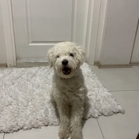 Maltese, Köpek  Lugano fotoğrafı