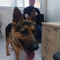 Alman Çoban Köpeği, Köpek  Gece fotoğrafı