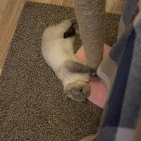 Scottish Fold, Kedi  Oscar fotoğrafı