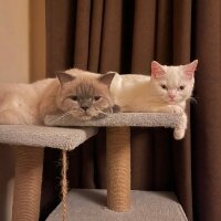 Scottish Fold, Kedi  Bony fotoğrafı