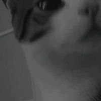 Tekir Kedi, Kedi  Şeker fotoğrafı