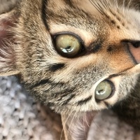 Tekir Kedi, Kedi  Duman fotoğrafı