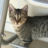 Tekir Kedi, Kedi  Duman fotoğrafı