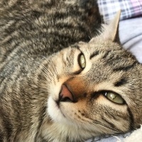 Tekir Kedi, Kedi  Duman fotoğrafı