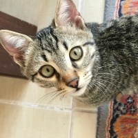 Tekir Kedi, Kedi  Duman fotoğrafı