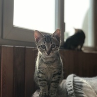 Tekir Kedi, Kedi  Duman fotoğrafı