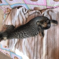 Tekir Kedi, Kedi  Duman fotoğrafı