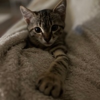 Tekir Kedi, Kedi  Kedi fotoğrafı