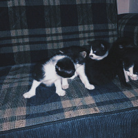 Ankara Kedisi, Kedi  Bıyıklı  fotoğrafı