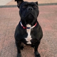 Staffordshire Bull Terrier, Köpek  Gece fotoğrafı