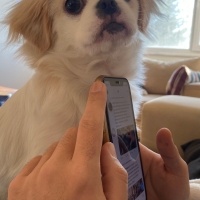 Pekingese, Köpek  Maya fotoğrafı