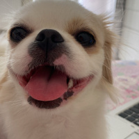 Pekingese, Köpek  Maya fotoğrafı