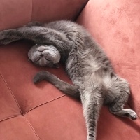Scottish Fold, Kedi  Mia fotoğrafı