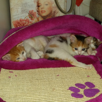 Tekir Kedi, Kedi  6 HAFTALIK 2 MİNNAK' IM YUVA ARIYOR!! fotoğrafı