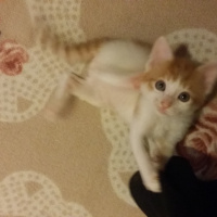 Tekir Kedi, Kedi  6 HAFTALIK 2 MİNNAK' IM YUVA ARIYOR!! fotoğrafı