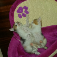 Tekir Kedi, Kedi  6 HAFTALIK 2 MİNNAK' IM YUVA ARIYOR!! fotoğrafı