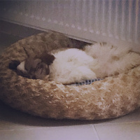 Shih Tzu, Köpek  Düğme fotoğrafı