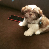 Shih Tzu, Köpek  Düğme fotoğrafı