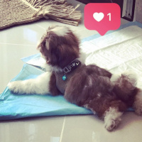 Shih Tzu, Köpek  Düğme fotoğrafı