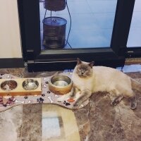 British Shorthair, Kedi  DARKO fotoğrafı