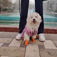 Maltese, Köpek  Lina fotoğrafı