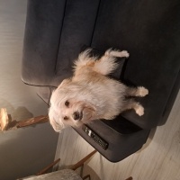 Maltese, Köpek  Bulut fotoğrafı
