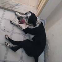 Alman Kısa Tüylü Pointer, Köpek  ice fotoğrafı