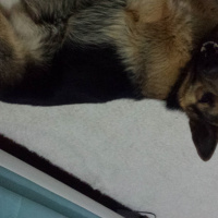 Alman Çoban Köpeği, Köpek  Ragnar fotoğrafı