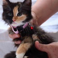 American Shorthair, Kedi  EVA fotoğrafı