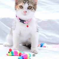 American Shorthair, Kedi  LORA fotoğrafı