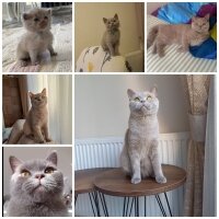 British Shorthair, Kedi  Mia fotoğrafı