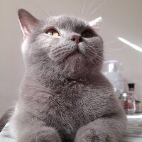 British Shorthair, Kedi  Mia fotoğrafı