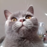 British Shorthair, Kedi  Mia fotoğrafı