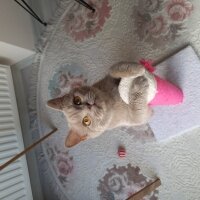 British Shorthair, Kedi  Mia fotoğrafı