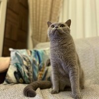 British Shorthair, Kedi  Mia fotoğrafı