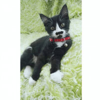 Tuxedo (Smokin) Kedi, Kedi  Rubi fotoğrafı