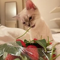 British Shorthair, Kedi  Tom fotoğrafı