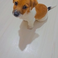 Jack Russell Terrier, Köpek  Oscar fotoğrafı