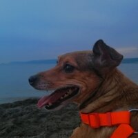 Minyatür Pinscher, Köpek  Lucy fotoğrafı